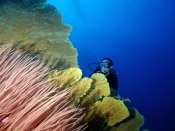 Diver and Large Algae