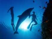 Divers with a Dolphin