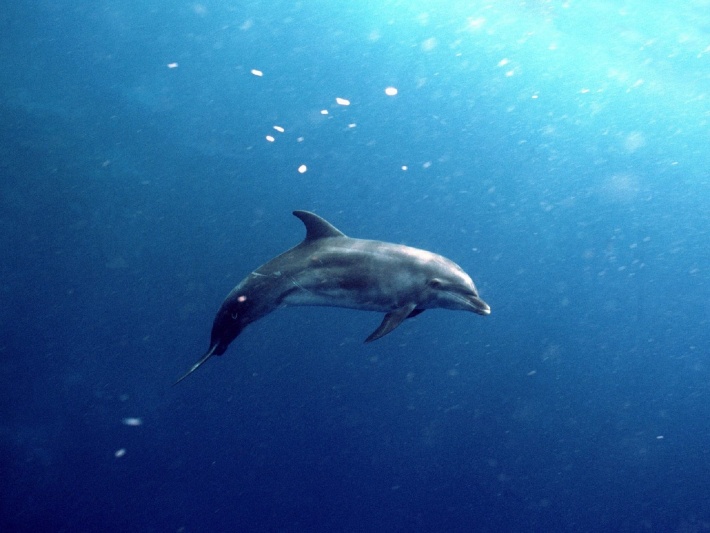 Dolphin