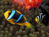 Red Sea Anemonfish