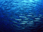 Shoal of Herring