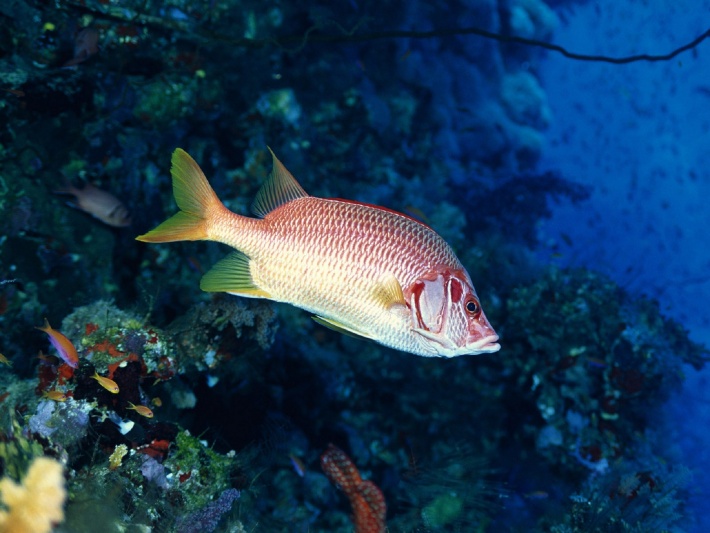 Longjawed Squirrelfish