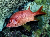 Longjawed Squirrelfish