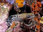 Moray