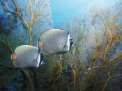 Pakistani Red-Tail Butterflyfish