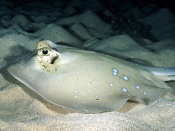 Bluespotted Ray