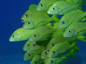 School of Bigeye Snapper