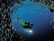 School of Fish and Diver