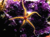 Sea Star Brisingida