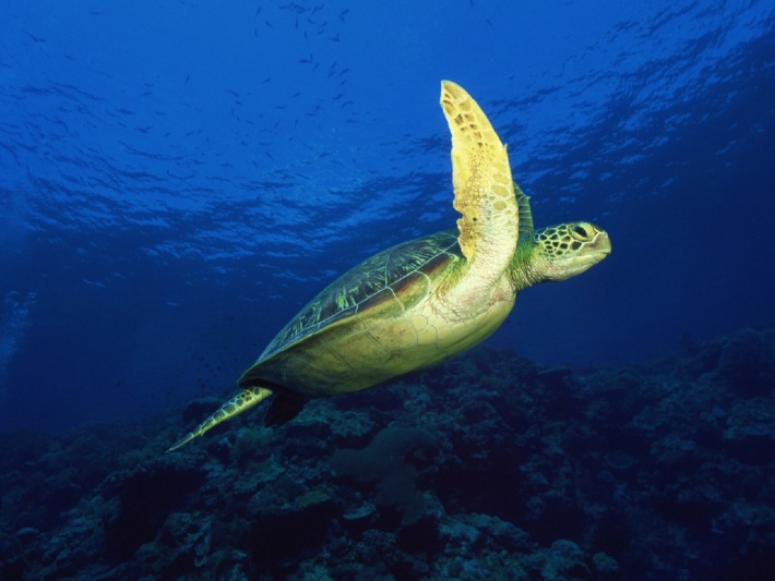 Sea Turtle