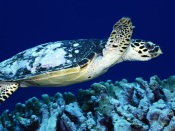 Sea Turtle