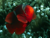 Spine-Cheeked Clownfish