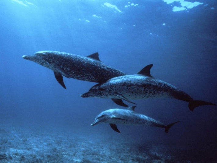 Spotted Dolphin