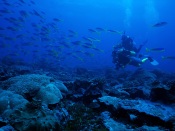 Study of the Underwater World