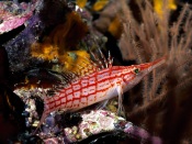 The Hawkfish