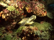 The Small Sea Turtle