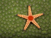 Beautiful Starfish