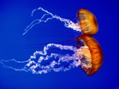 Two Jellyfish