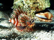 Zebra Lionfish