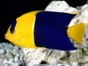 Bicolor Angelfish