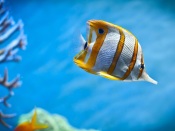 Copperband Butterflyfish