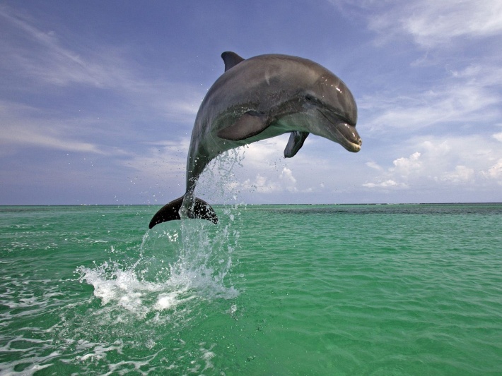 Dolphin Jumps