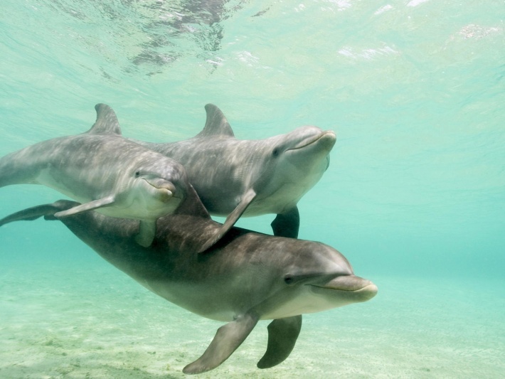 2 Dolphins