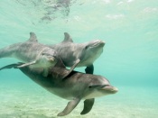 2 Dolphins