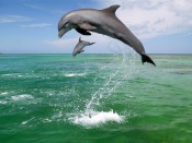Dolphin Jumps