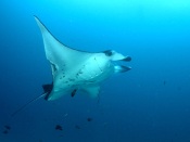 Manta Ray