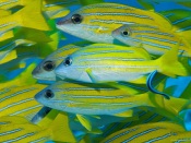 School of Bigeye Snapper