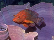 Coral Grouper