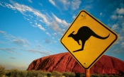 Carefully, Kangaroos!