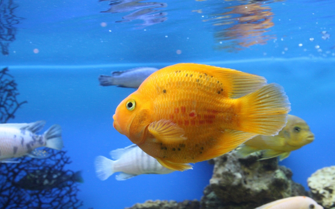 Golden Fish in the Aquarium