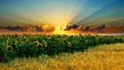 Fields of Sunflowers and Wheat