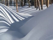 Trees in the Snow