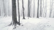 Snow-Covered Forest, Great Smoky Mountains, Tennessee