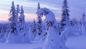 Snow-Covered Spruces, Finland