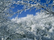 Snow-Covered Trees