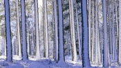 Snowy Pines, Scotland