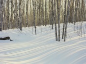 Winter Birch and Aspen Forest