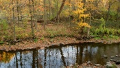 Autumn Forest, Rivulet