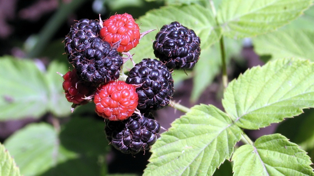 Blackberry Bush