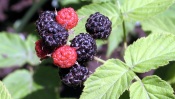 Blackberry Bush