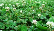 Clover