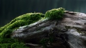 Moss on Driftwood