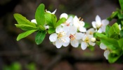 The Apple Tree in Bloom