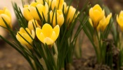 Bright Yellow Tulips