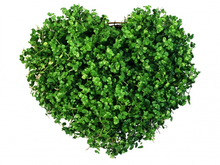 Heart of the Greens