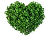 Heart of the Greens